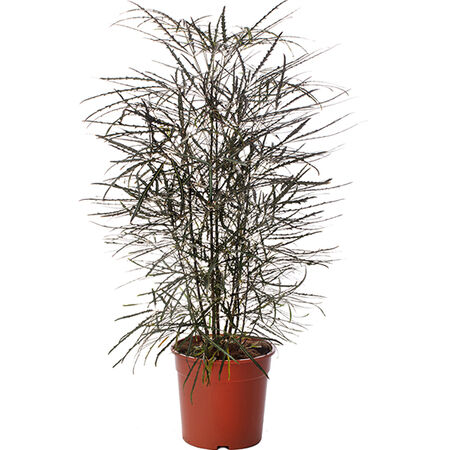 False Aralia, Dizygotheca Seed - Packet image number null